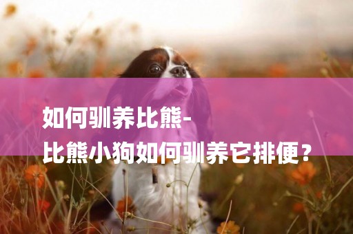 如何馴養比熊-
比熊小狗如何馴養它排便？