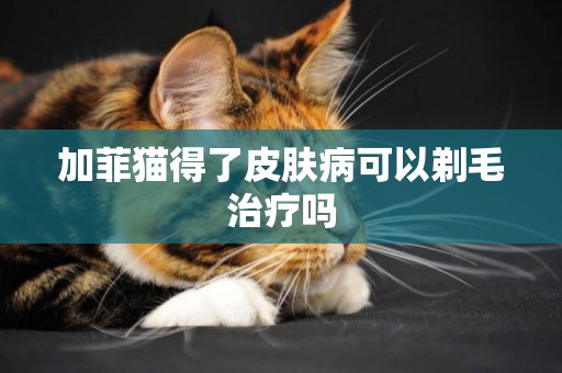 加菲貓得了皮膚病可以剃毛治療嗎