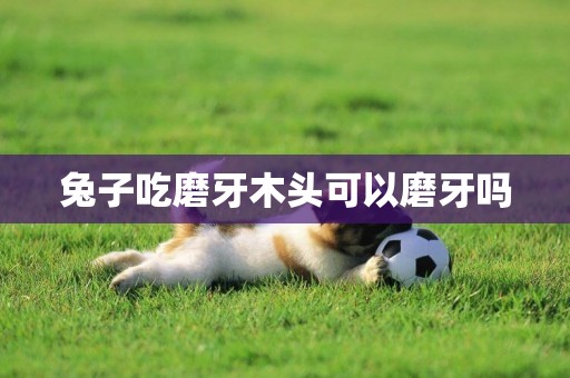 兔子吃磨牙木頭可以磨牙嗎
