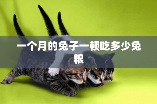 一個月的兔子一頓吃多少兔糧