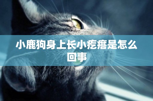 小鹿狗身上長小疙瘩是怎么回事