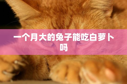 一個月大的兔子能吃白蘿卜嗎