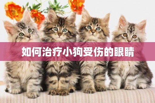 如何治療小狗受傷的眼睛
