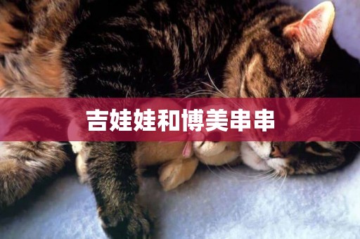 吉娃娃和博美串串