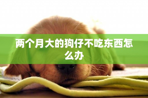 兩個月大的狗仔不吃東西怎么辦