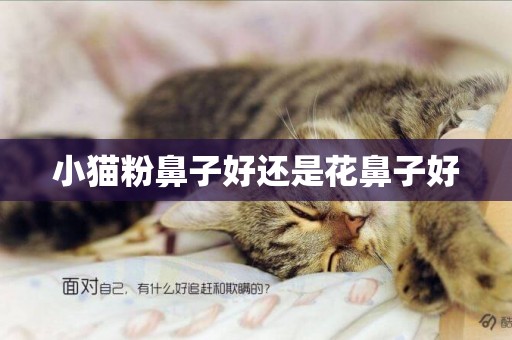 小貓粉鼻子好還是花鼻子好