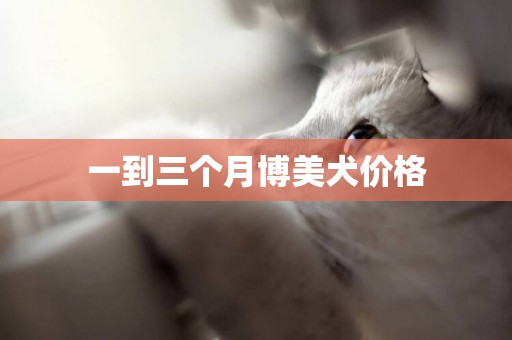 一到三個月博美犬價格