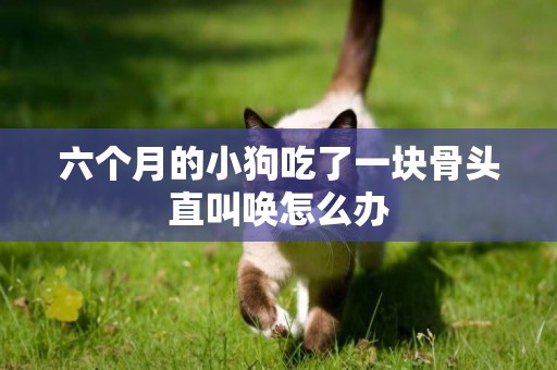 六個月的小狗吃了一塊骨頭直叫喚怎么辦