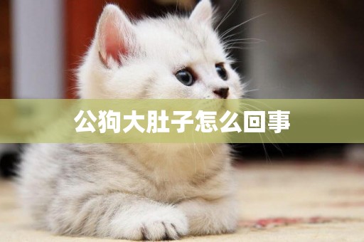 公狗大肚子怎么回事