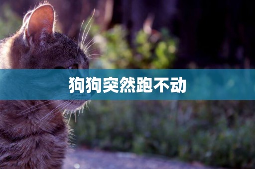 狗狗突然跑不動