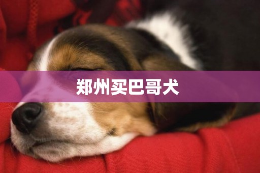 鄭州買巴哥犬 