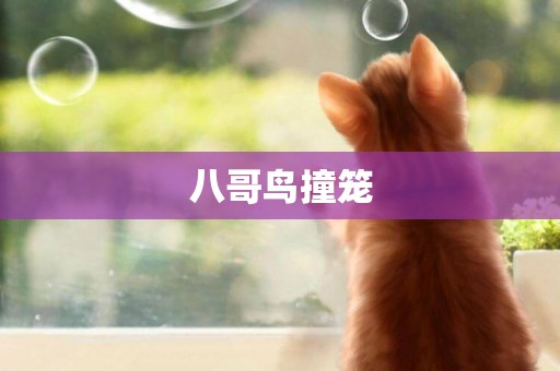 八哥鳥撞籠