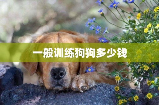 一般訓練狗狗多少錢