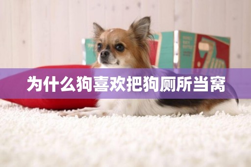 為什么狗喜歡把狗廁所當窩