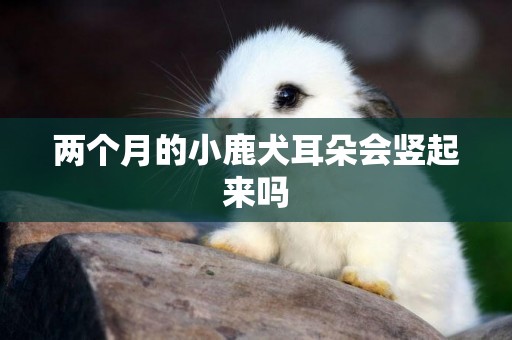 兩個月的小鹿犬耳朵會豎起來嗎