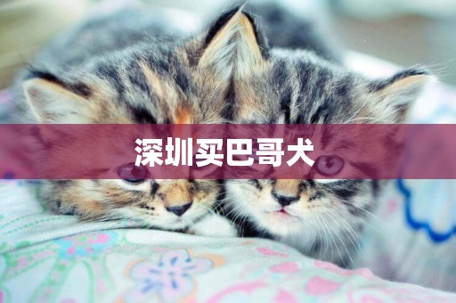 深圳買巴哥犬 