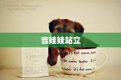 吉娃娃站立