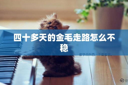 四十多天的金毛走路怎么不穩