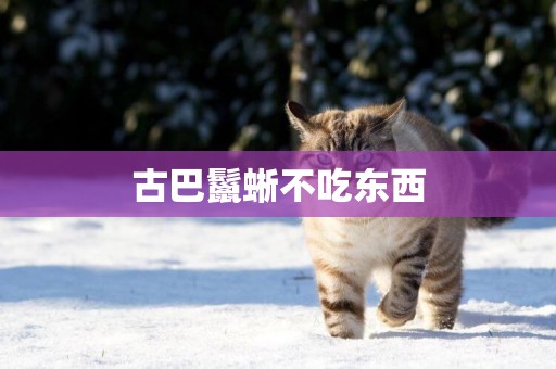 古巴鬣蜥不吃東西
