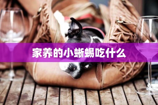 家養的小蜥蜴吃什么