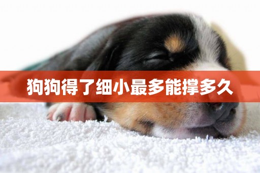 狗狗得了細小最多能撐多久