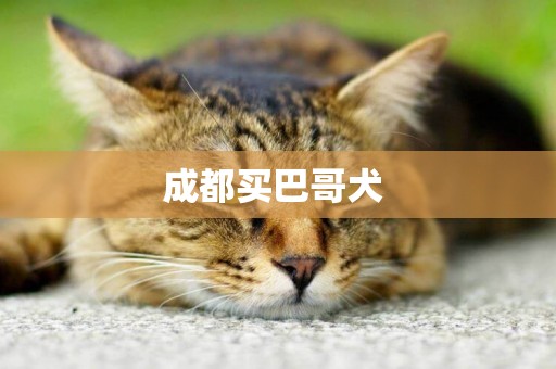 成都買巴哥犬 