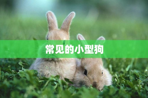 常見的小型狗