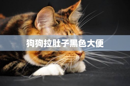 狗狗拉肚子黑色大便