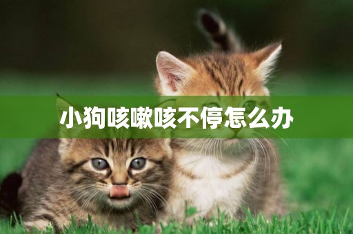 小狗咳嗽咳不停怎么辦
