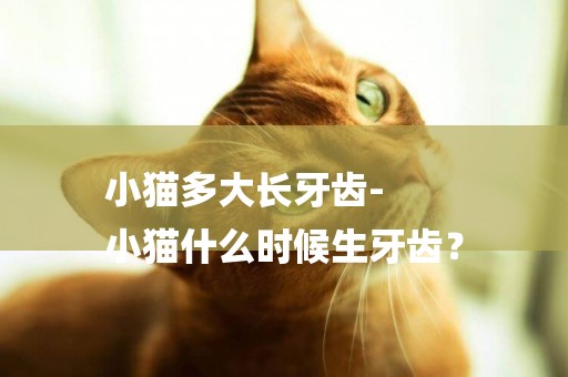 小貓多大長牙齒-
小貓什么時候生牙齒？