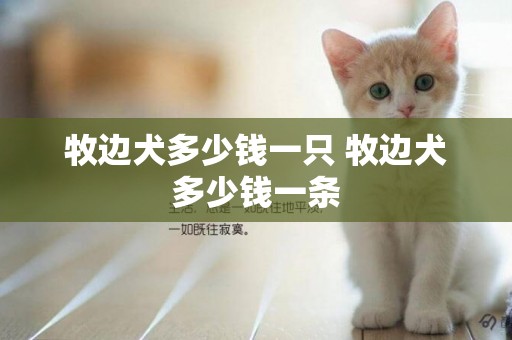 牧邊犬多少錢一只 牧邊犬多少錢一條