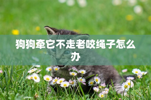 狗狗牽它不走老咬繩子怎么辦