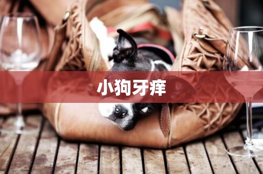 小狗牙癢