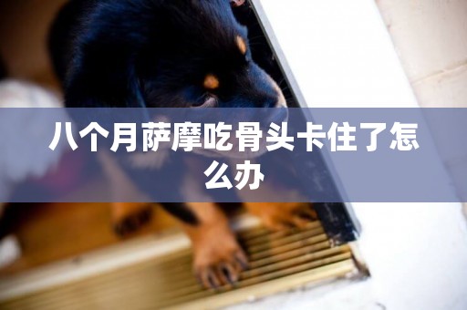 八個月薩摩吃骨頭卡住了怎么辦