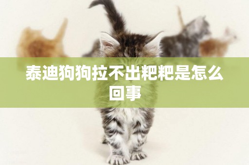 泰迪狗狗拉不出粑粑是怎么回事