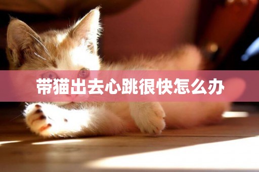 帶貓出去心跳很快怎么辦