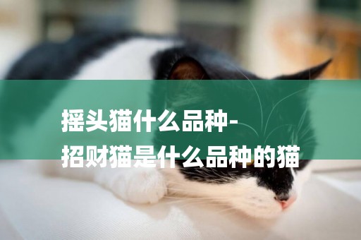搖頭貓什么品種-
招財貓是什么品種的貓