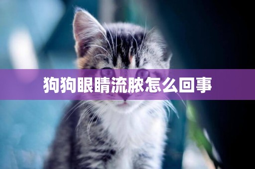 狗狗眼睛流膿怎么回事
