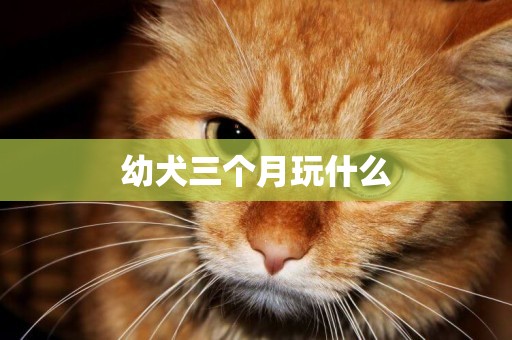 幼犬三個月玩什么
