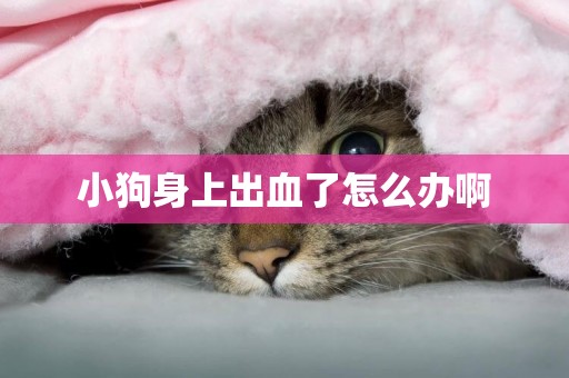 小狗身上出血了怎么辦啊