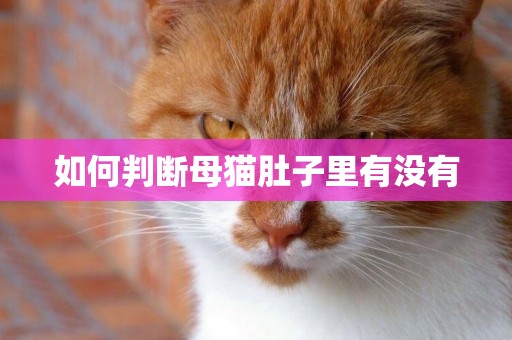 如何判斷母貓肚子里有沒有