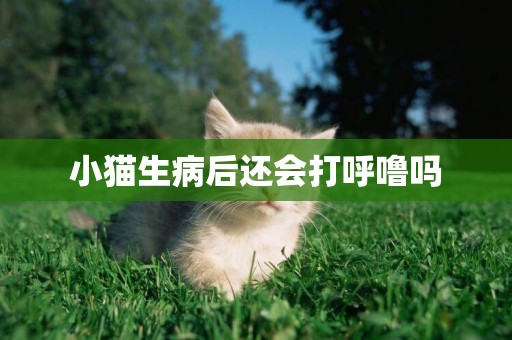 小貓生病后還會打呼嚕嗎