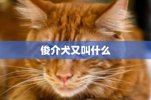 俊介犬又叫什么