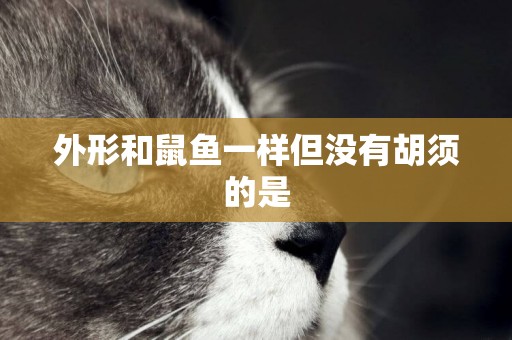 外形和鼠魚一樣但沒有胡須的是