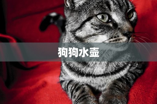 狗狗水壺