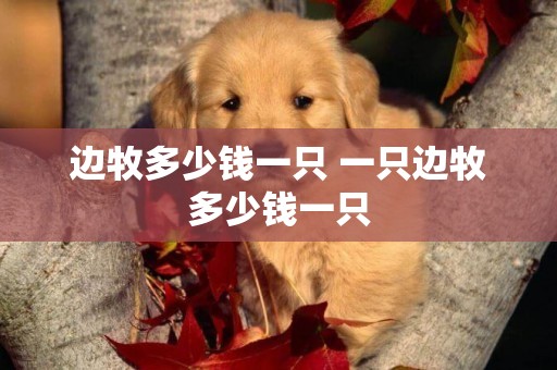 邊牧多少錢一只 一只邊牧多少錢一只