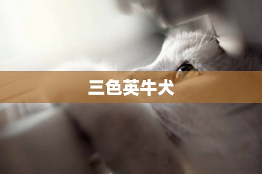 三色英牛犬