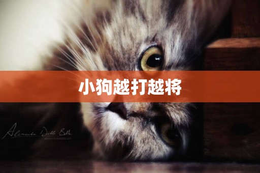 小狗越打越將