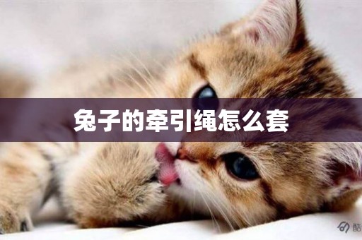 兔子的牽引繩怎么套