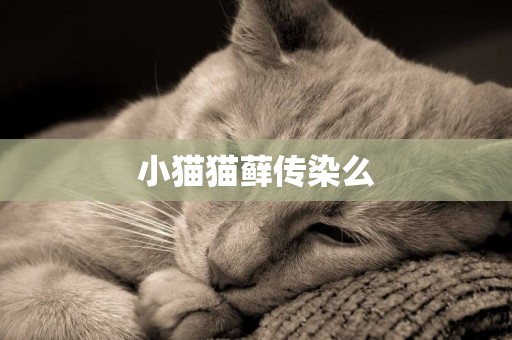 小貓貓蘚傳染么